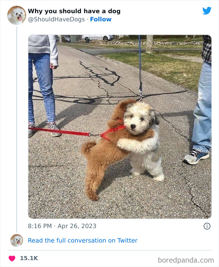 Why-You-Should-Have-A-Dog-Twitter