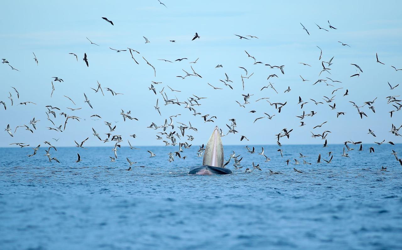 <em>A blue whale forages in the waters near De Gi Beach in Phu Cat District, Binh Dinh Province, Vietnam. Photo:</em> Nguyen Dung / Tuoi Tre