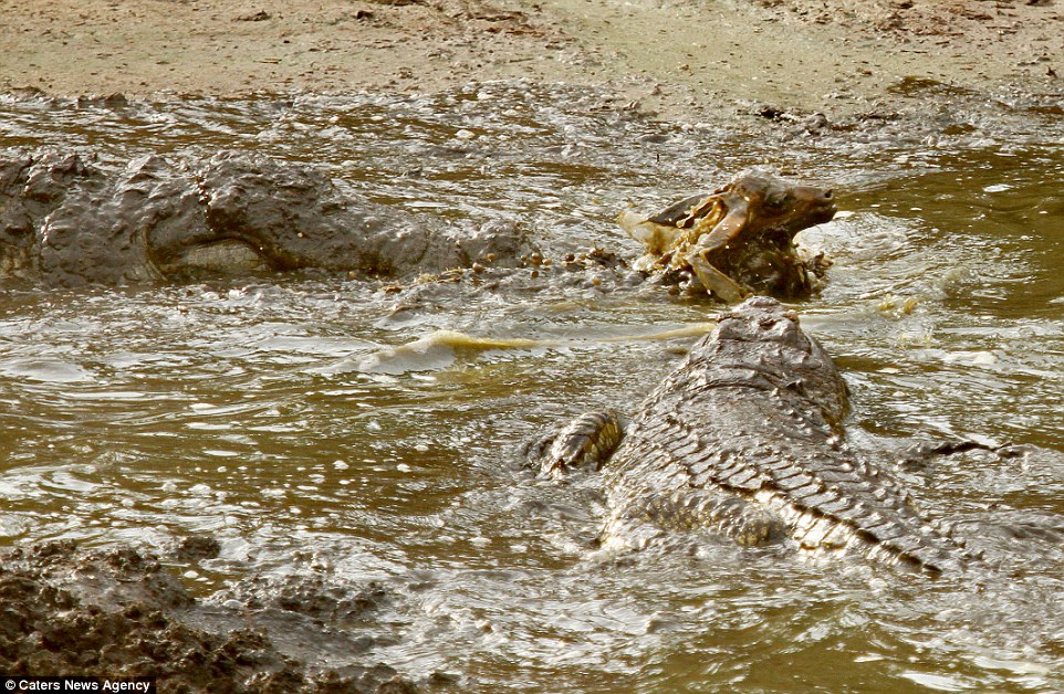 Final bid for freedom: The impala lifts its head out of the muddy water as it takes its final breaths before succumbing to the crocodile 