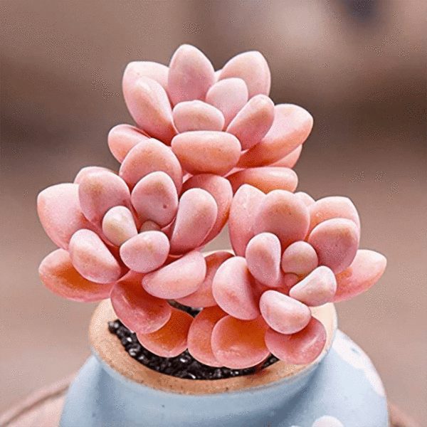 Graptopetalum Sp Ellen | Succulents, Cactus house plants, Pink succulent