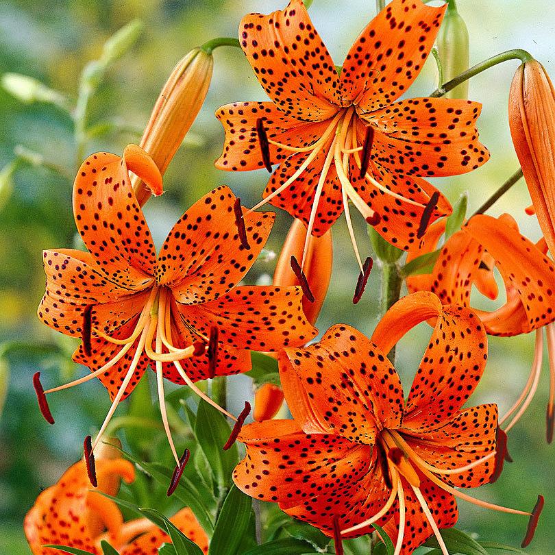 Tiger lilies can draw attention to the home garden | Lifestyle |  tylerpaper.com