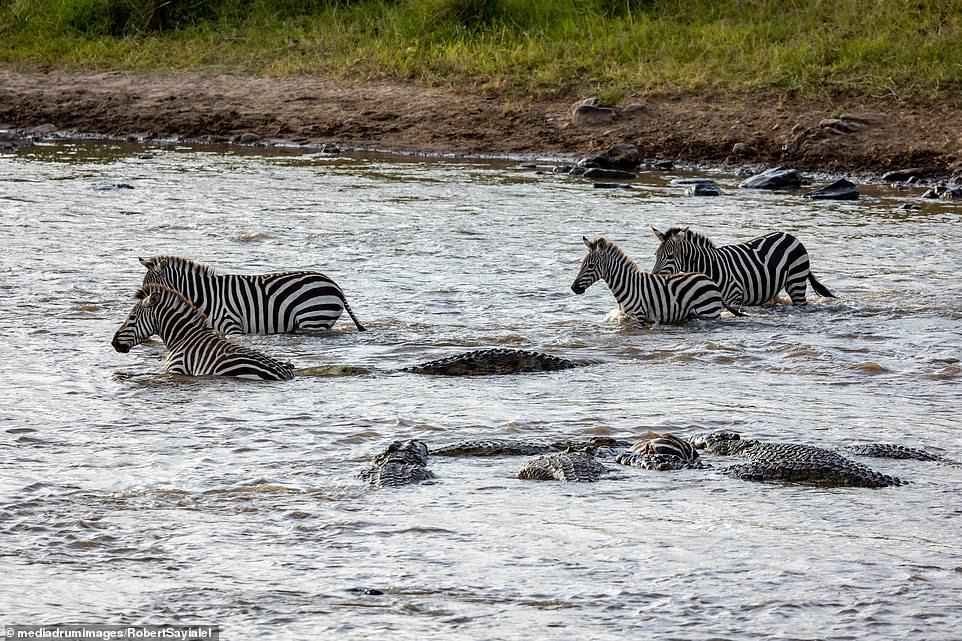 One image showed a number of crocodiles laying in wait in the water as the herd of zebras was crossing through, and another captured the moment the crocodile leapt out of the water in an attempt to make the zebra its meal