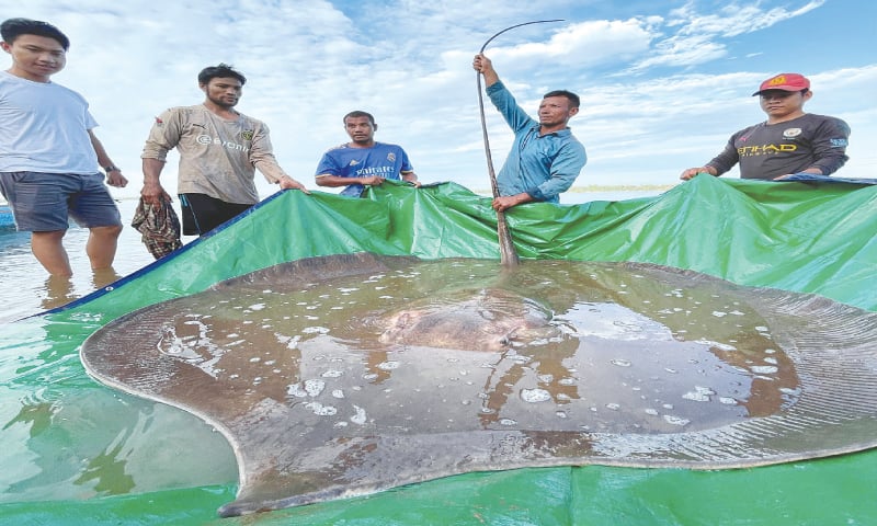 Cambodian fishermen hook giant endangered stingray - Newspaper - DAWN.COM