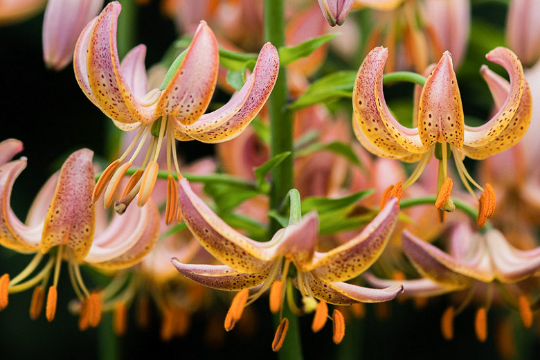 Lilium 'Fairy Morning' (Martagon Lily)