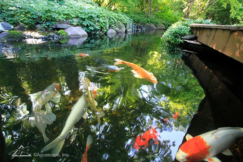 water garden with koi fish