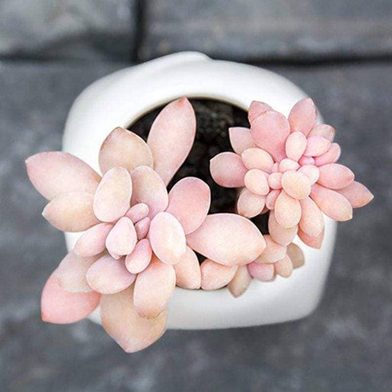 Graptopetalum Sp Ellen - eSucculent