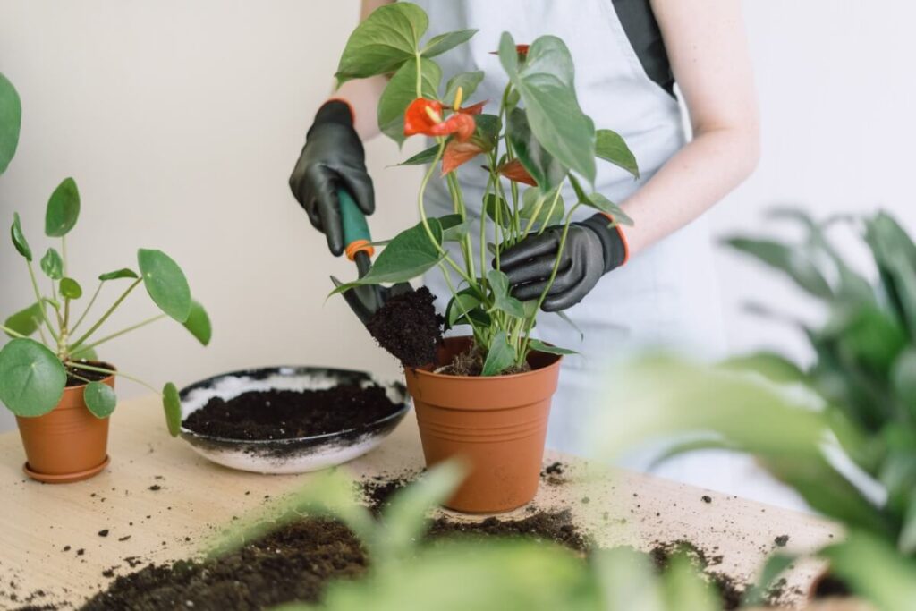 Cómo trasplantar su planta de Anthurium