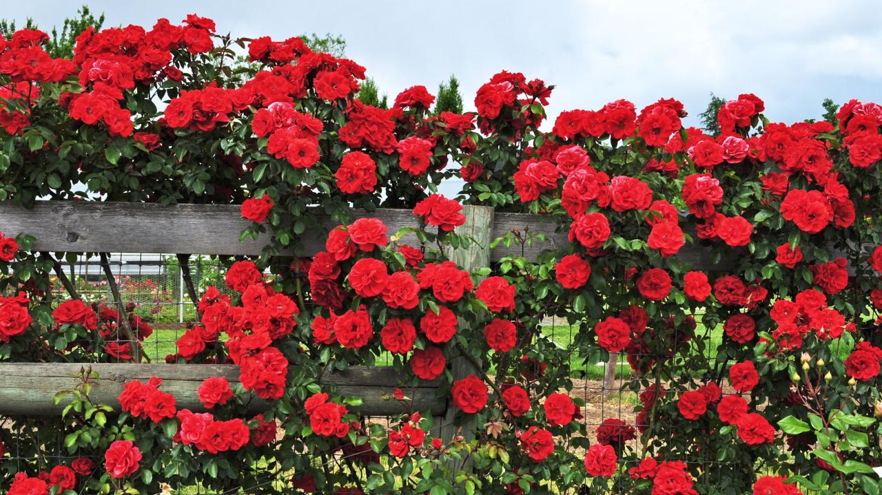 How to Grow Climbing Roses in a Small Space Garden | Architectural Digest