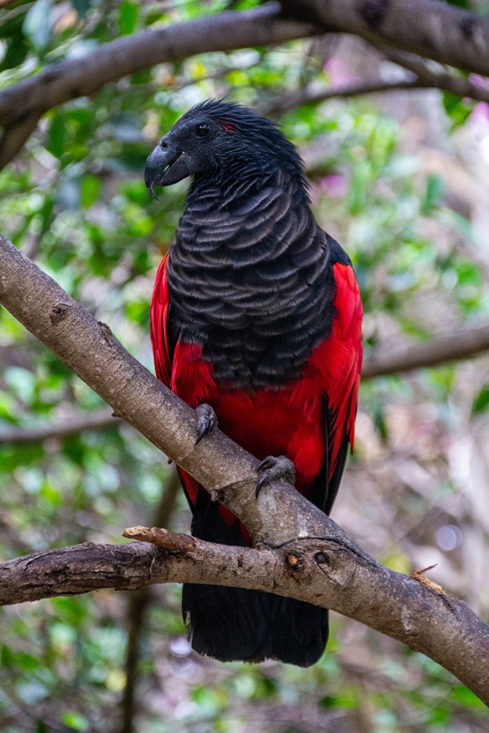 Apparently, Dracula Parrots Are A Thing And They Might Be The Most Gothic Birds On Earth