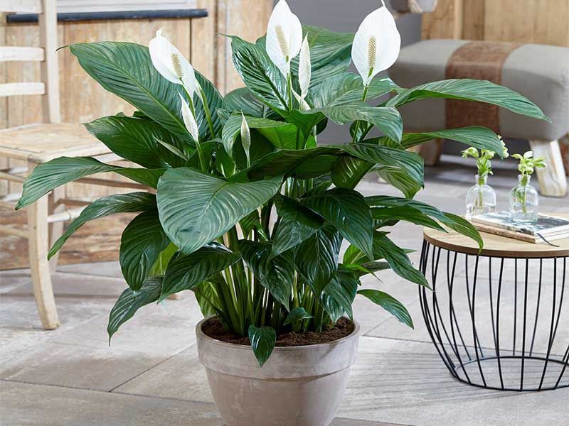 Spatifilium, Spathiphyllum, Lirio de la Paz – Cuidados – Jardín Urbano