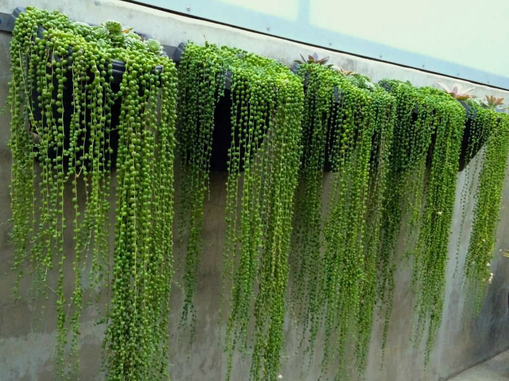 Meadow View Growers | Caring for String Of Pearls