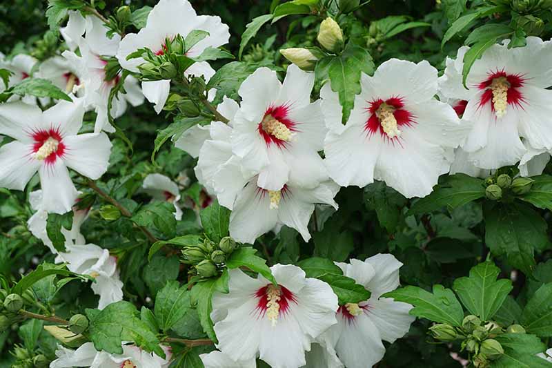 37 of the Best Hibiscus Varieties | Gardener's Path