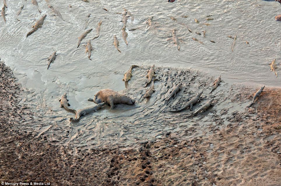 More than a hundred crocodiles descended on the river as the hippos ran, said photographer Mark Mol, who witnessed the scene from a microlight