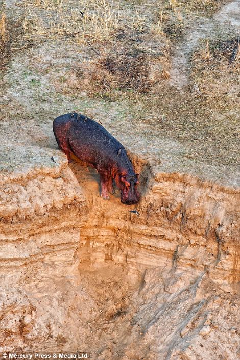 A hippo takes a break from the river