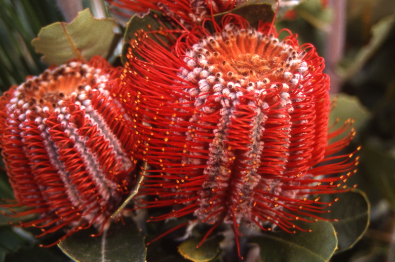 Banksia - Tough & Tender Winter Colour