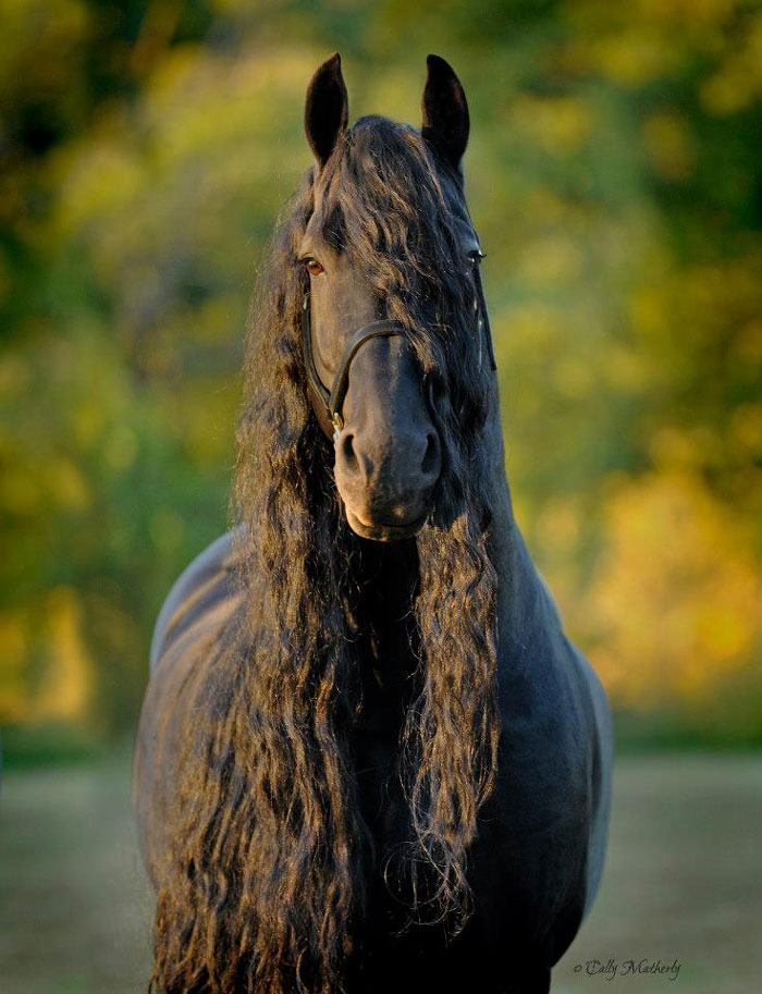 Frederik-The-Great-Friesian-Horse-Stallion