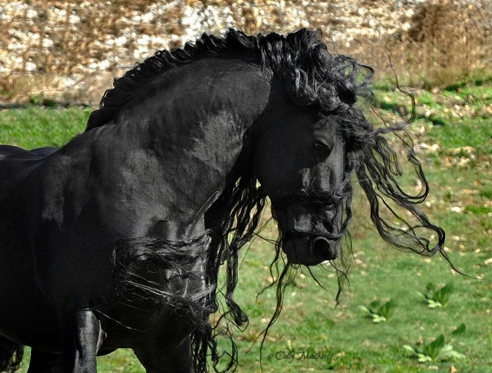 Frederik-The-Great-Friesian-Horse-Stallion