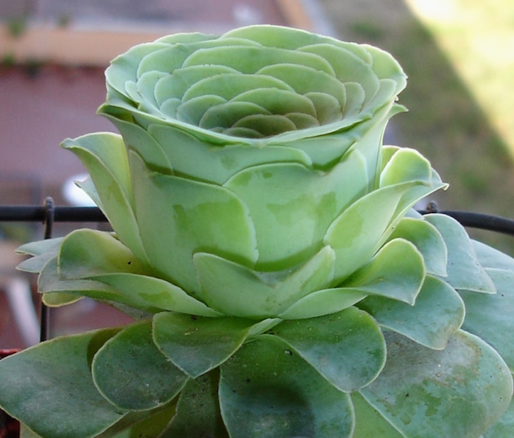 Rose Succulents Look Like Tiny Blossoming Flowers from a Fairy Tale