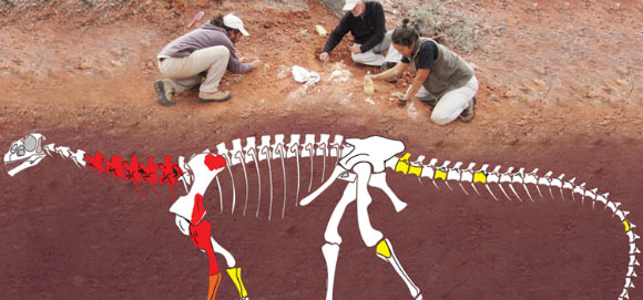 Apaldetti et al unearthed the bone fragments from the neck, tail, fore and hind legs of Ingentia prima. Image credit: Agencia CTyS.