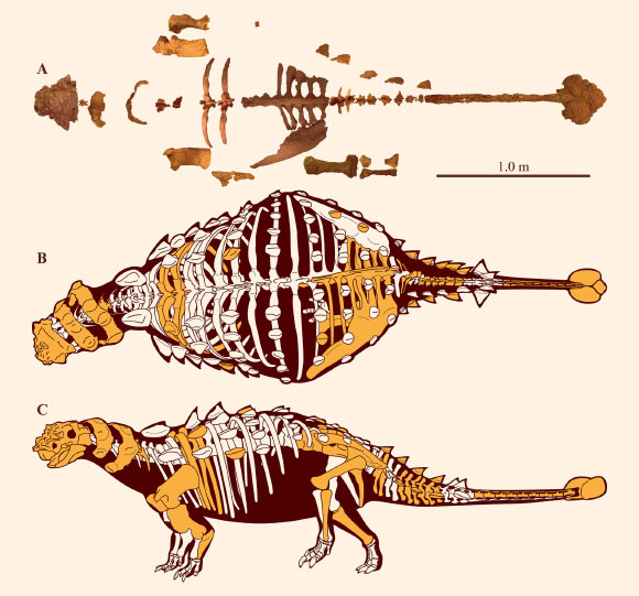 Preserved elements and skeletal reconstructions of Akainacephalus johnsoni: (A) a composite showing all holotype skeletal material of Akainacephalus johnsoni anatomically arranged in dorsal view; (B-C) cartoon illustrating a full body reconstruction for Akainacephalus johnsoni in dorsal and left lateral view; preserved material in the skeletal reconstructions is highlighted in orange. Image credit: J.P. Wiersma & R.B. Irmis, doi: 10.7717/peerj.5016.