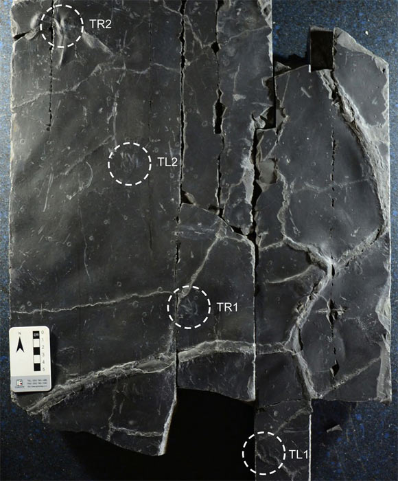 Four-track Minisauripus trackway. Image credit: Kim et al, doi: 10.1038/s41598-019-38633-4.