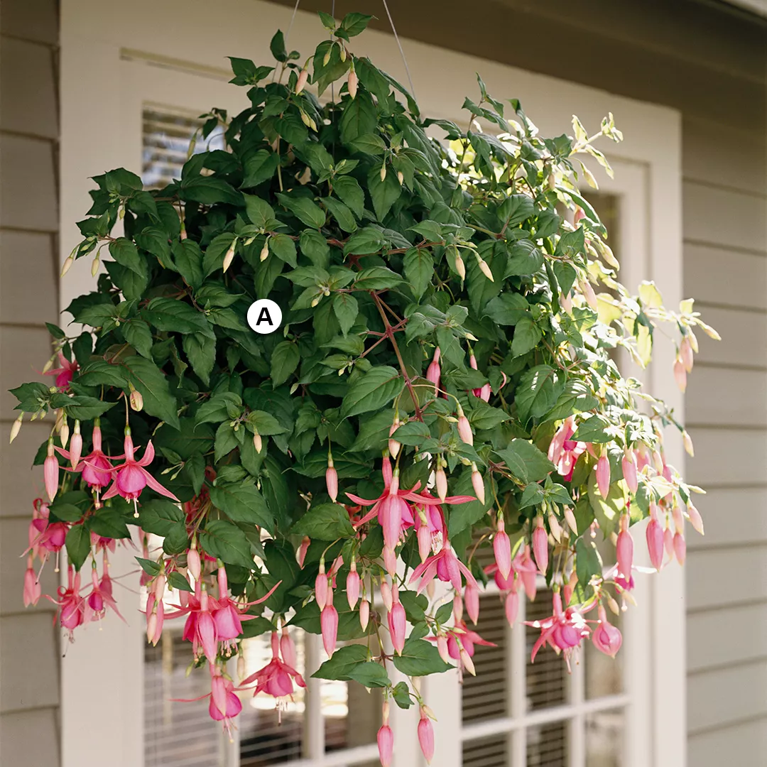 hanging basket with diva bridal pink fuchsia