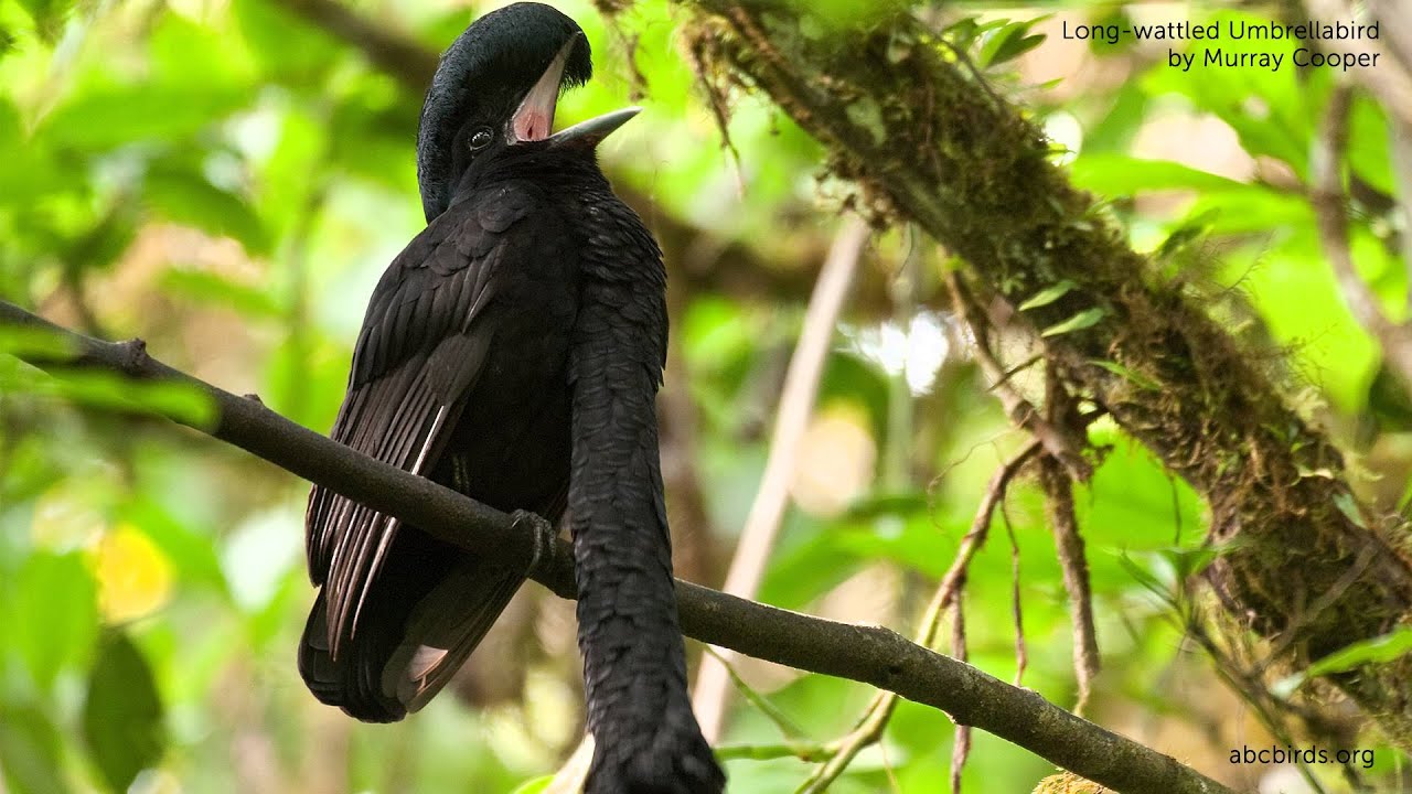 Long-wattled Umbrellabird - American Bird Conservancy