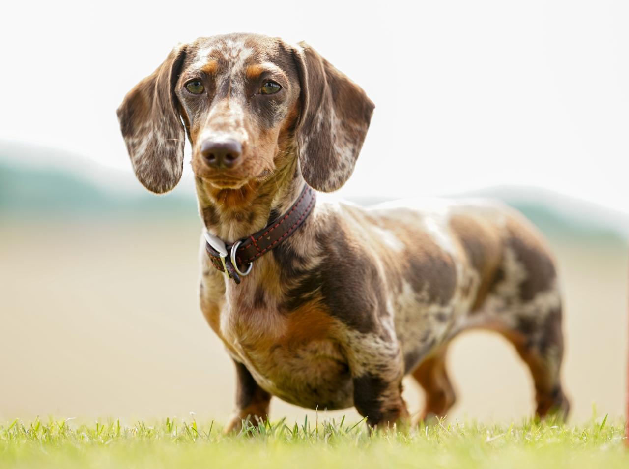 A poll suggests 62 per cent of pet owners share a bed with their cat or dog