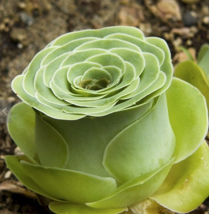 Rose Succulents Make the Perfect Year-Round Bouquet