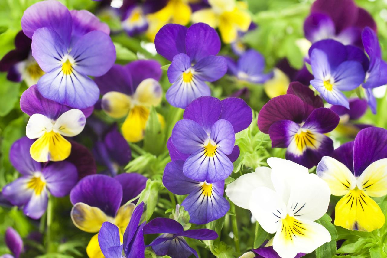 How to Grow Pansy Flowers - When and Where to Plant Pansies