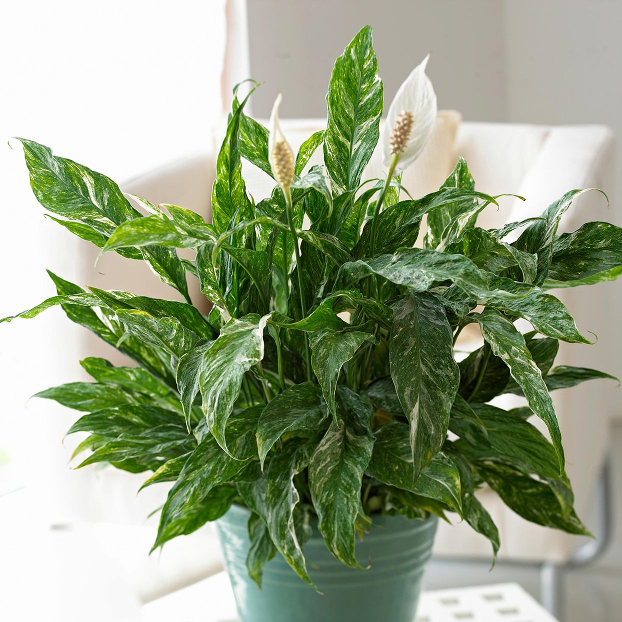 23 of the Best Houseplants for Low-Light Spaces