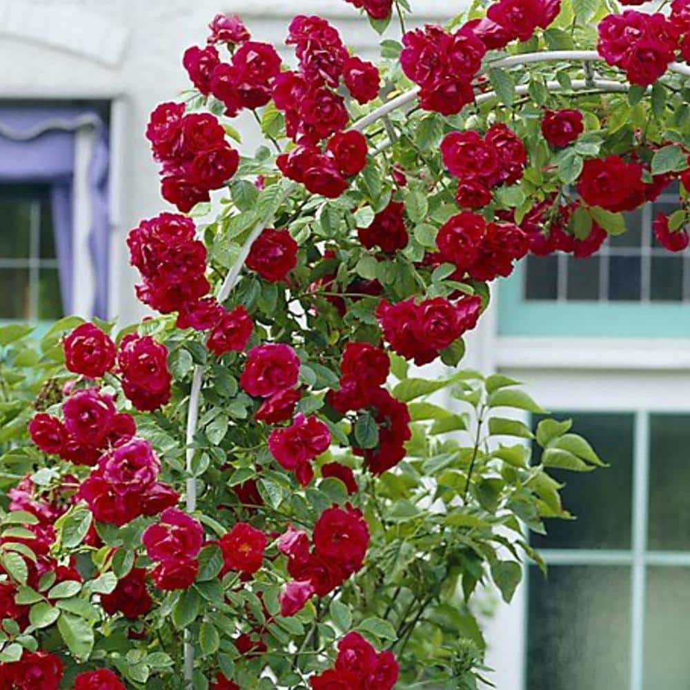 Reviews for VAN ZYVERDEN Climbing Rose CL Blaze Roses Bloom Color Red (1  Root Stock) | Pg 1 - The Home Depot