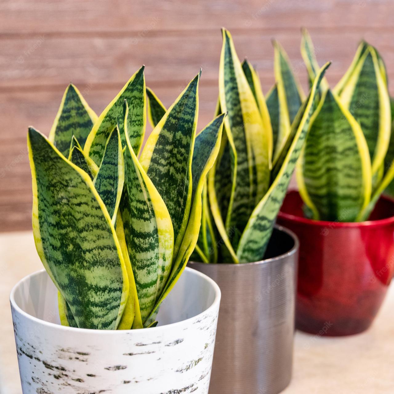 Premium Photo | Sansevieria trifasciata laurentii, variegated snake plant  in the pot