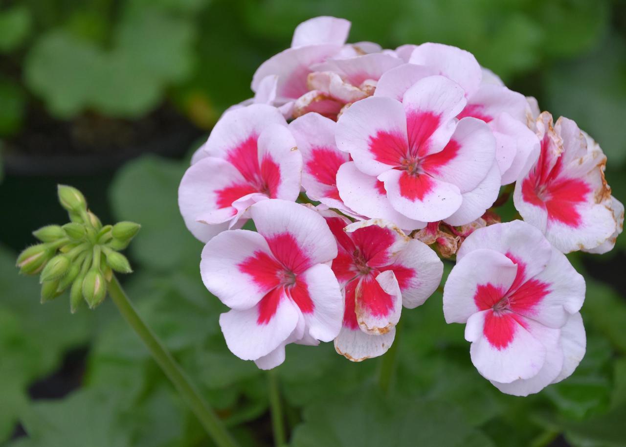 Geraniums come in red plus many new colors | Mississippi State University  Extension Service