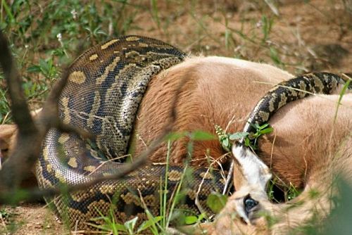 Python Pictures - Thick Photos Of A Python Swallowing An Antelope