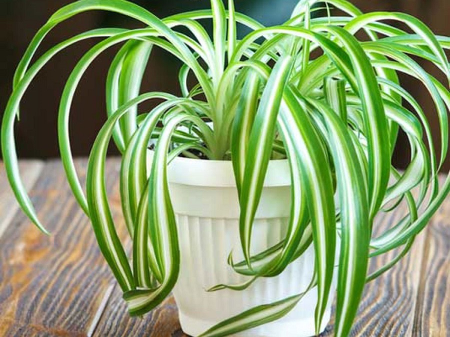 Spider Plant Care - All About Watering, Propagation, and Benefits